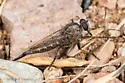 Madera Canyon Hammertail - photo 2
