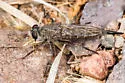 Madera Canyon Hammertail - photo 3