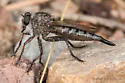 Madera Canyon Hammertail - photo 4