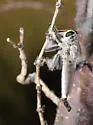 White Hammertail