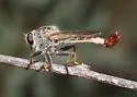 Dusty Hammertail - Efferia duncani