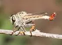 Dusty Hammertail - photo 2