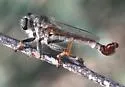 Dusty Hammertail - photo 3
