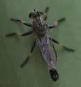 Great Mesquite Hammertail - photo 2