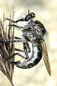 Broad-tipped Hammertail - Efferia inflata