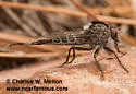 Maned Hammertail - photo 2
