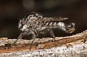 Maned Hammertail - photo 3