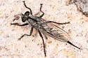 Maned Hammertail - photo 4