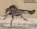Maned Hammertail - photo 5