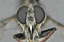 Bristle Crested Hammertail - photo 4