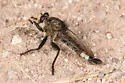 Portal Hammertail - photo 3