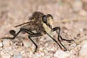 Portal Hammertail - photo 4