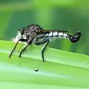 Woodland Hammertail