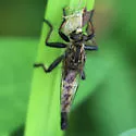 Woodland Hammertail - photo 2