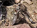 Okanagan Hammertail
