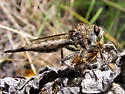 Okanagan Hammertail - photo 2