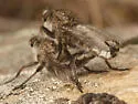 Okanagan Hammertail - photo 4