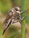 Yellow Hammertail - photo 2