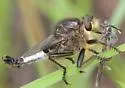 Yellow Hammertail - photo 4