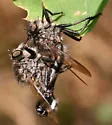 Yellow-bearded Hammertail - photo 2