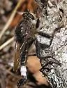 Yellow-bearded Hammertail - photo 3