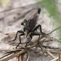 Yellow-bearded Hammertail - photo 5