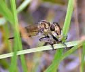 Prairie Hammertail