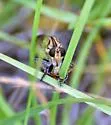Prairie Hammertail - photo 2