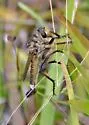 Prairie Hammertail - photo 3