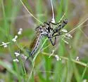 Prairie Hammertail - photo 4