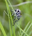 Prairie Hammertail - photo 5
