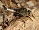 Yellow-haired Hammertail - photo 2