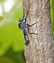 Scrub Hammertail - Efferia slossonae