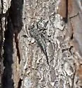 Scrub Hammertail - photo 2