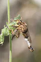 Snow Hammertail - photo 2