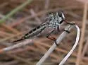 Sesqui Hammertail