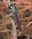 Sesqui Hammertail - photo 2