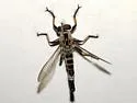 Sesqui Hammertail - photo 3