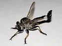 Sesqui Hammertail - photo 4