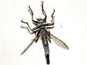 Sesqui Hammertail - photo 5
