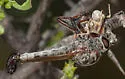 Arizona Club-legged Hammertail