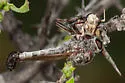 Arizona Club-legged Hammertail - photo 2
