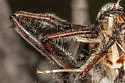 Arizona Club-legged Hammertail - photo 3