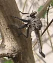 Silver Hammertail