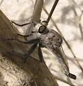 Silver Hammertail - photo 2