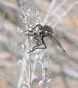 Silver Hammertail - photo 3