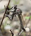 Silver Hammertail - photo 4