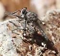 Silver Hammertail - photo 5