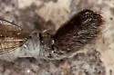 Triton Hammertail