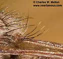 Triton Hammertail - photo 3